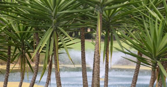 Palmiers, étang avec fontaine, verdure luxuriante.